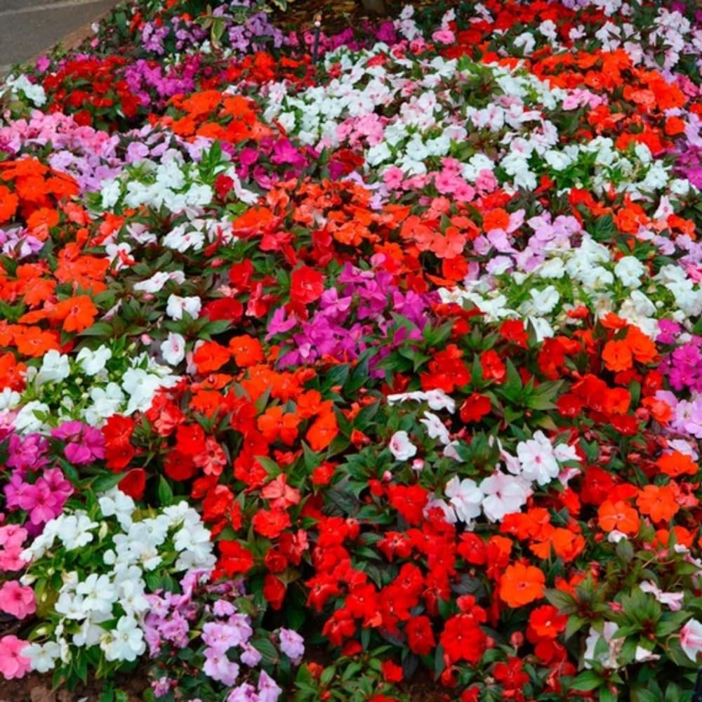 Mixed Impatiens Seeds for Planting – 300 Balsamina Balsam Camellia
