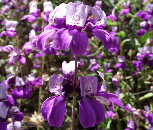 CHINESE HOUSES Collinsia Heterophylla – 2,500 Bulk Seeds