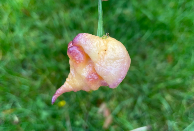 Purple Peach Carolina Reaper Rare Pepper Seeds – Non-GMO Organic Superhot Pepper