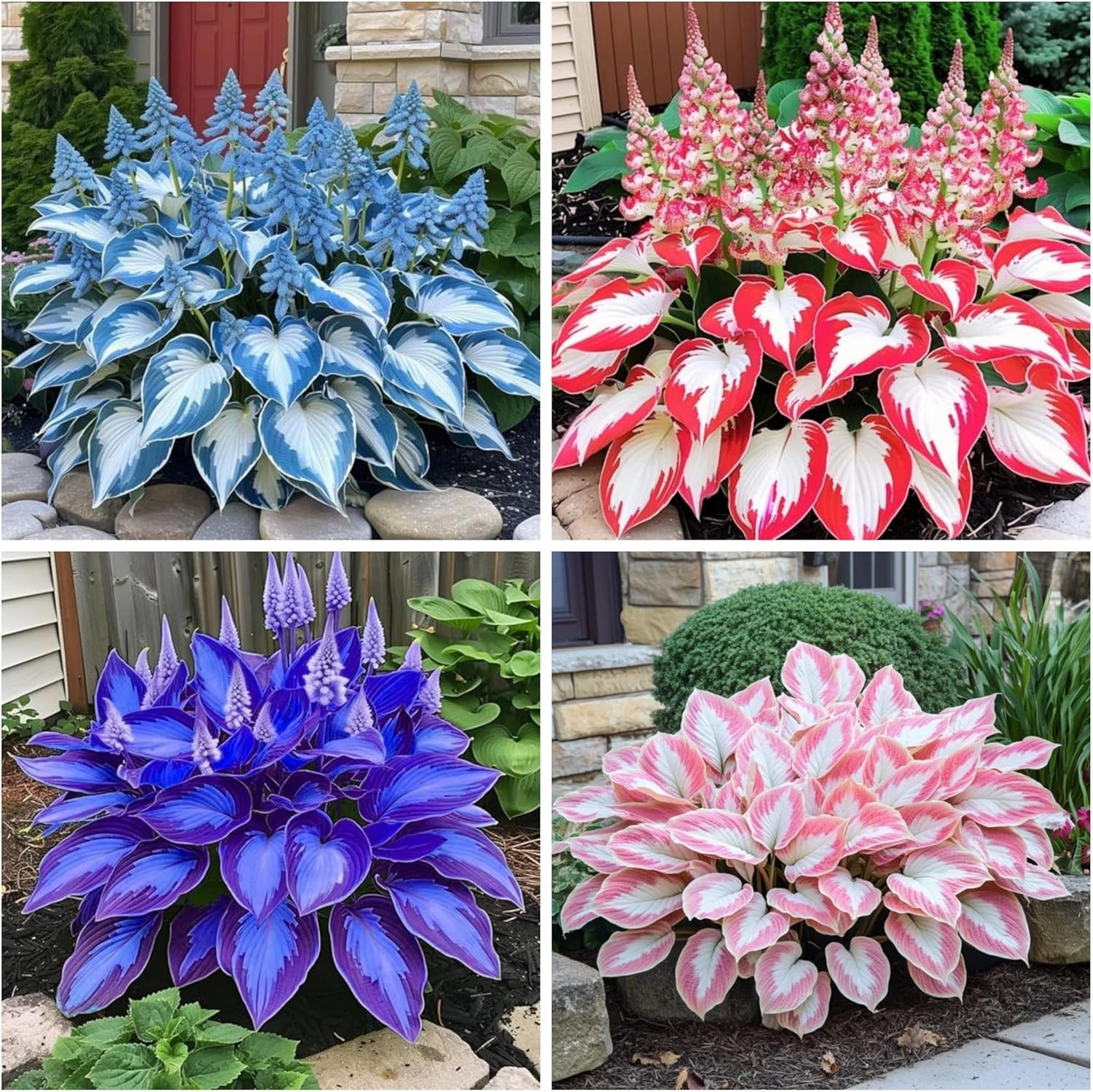 200+ Hosta Seeds Heart-Shaped Hosta Bare Roots – Rich Foliage, Low Maintenance