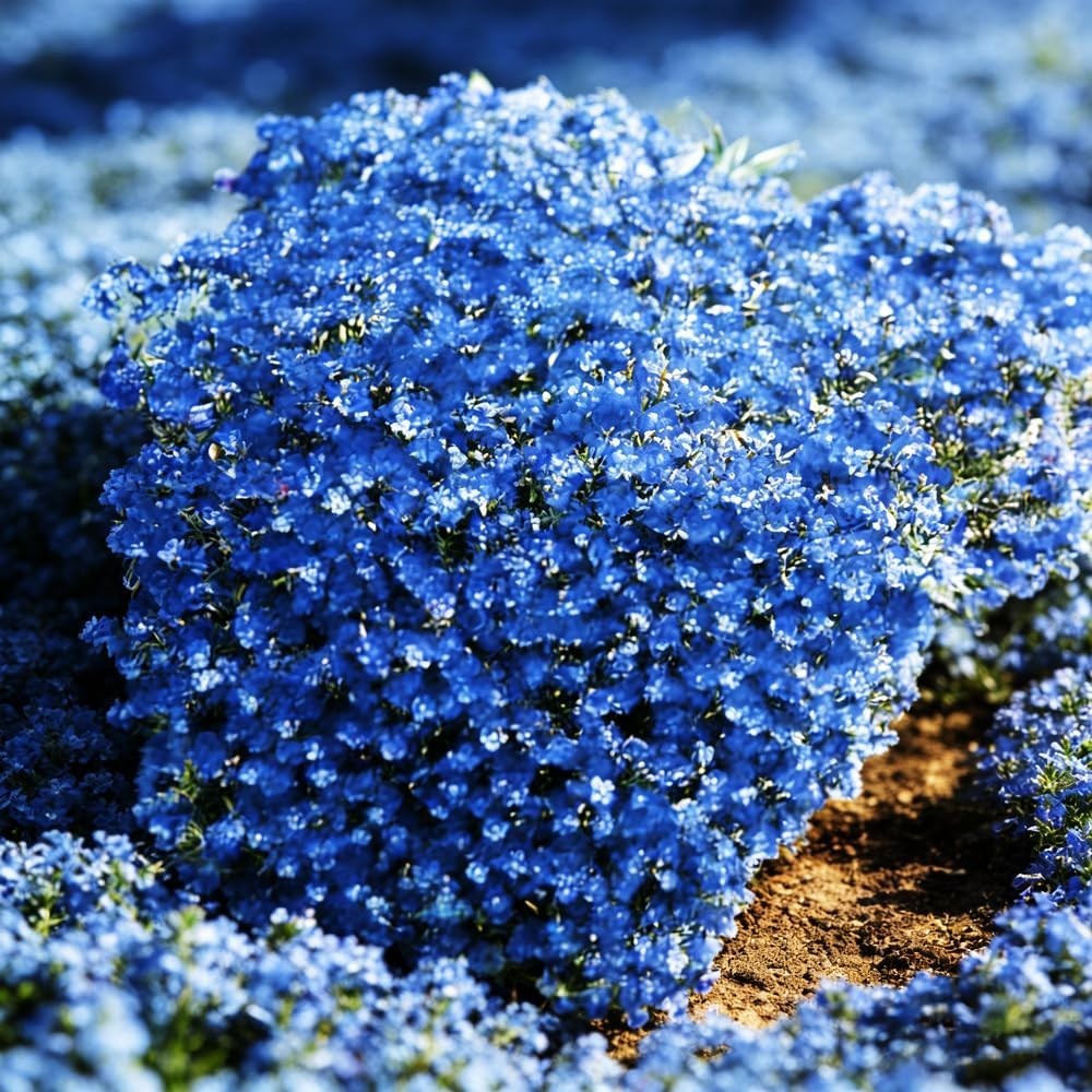 20000+Magic Blue Creeping Thyme Seeds Ground Cover Perennial Flower Full Sun NEW