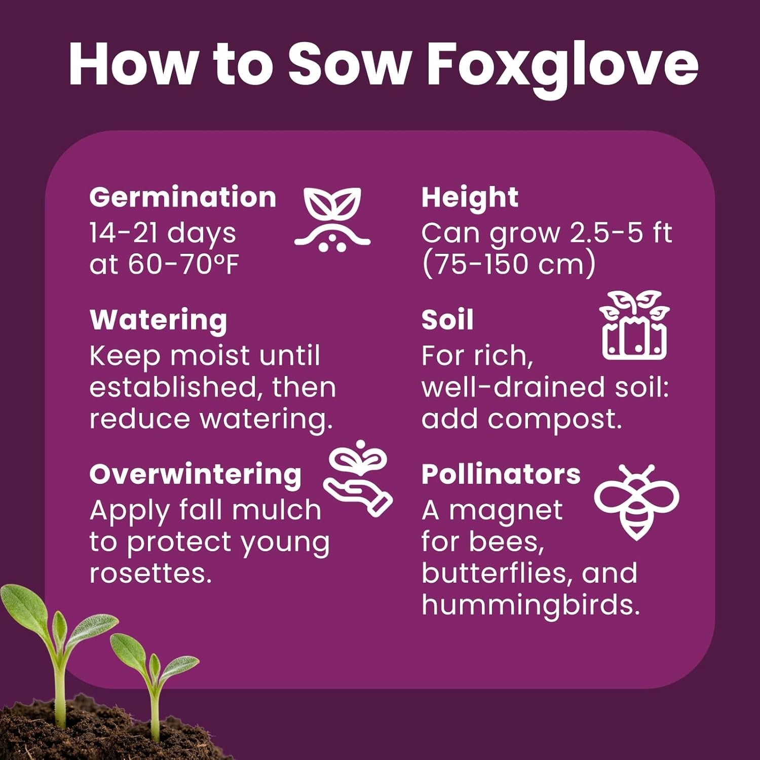FOXGLOVE SEEDS MULTICOLOR~POLLINATOR~SEL SOW~PERENNIAL~NON GMO