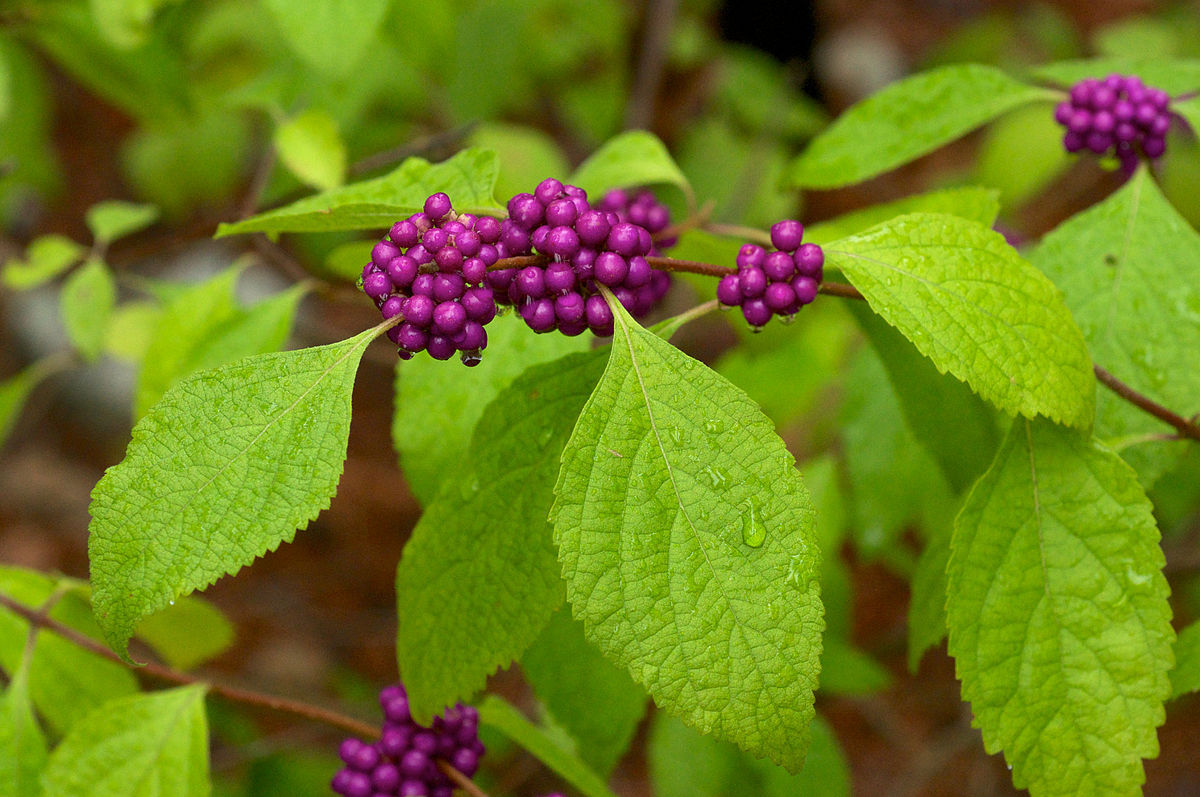 Callicarpa americana AMERICAN BEAUTYBERRY BUSH Seeds!