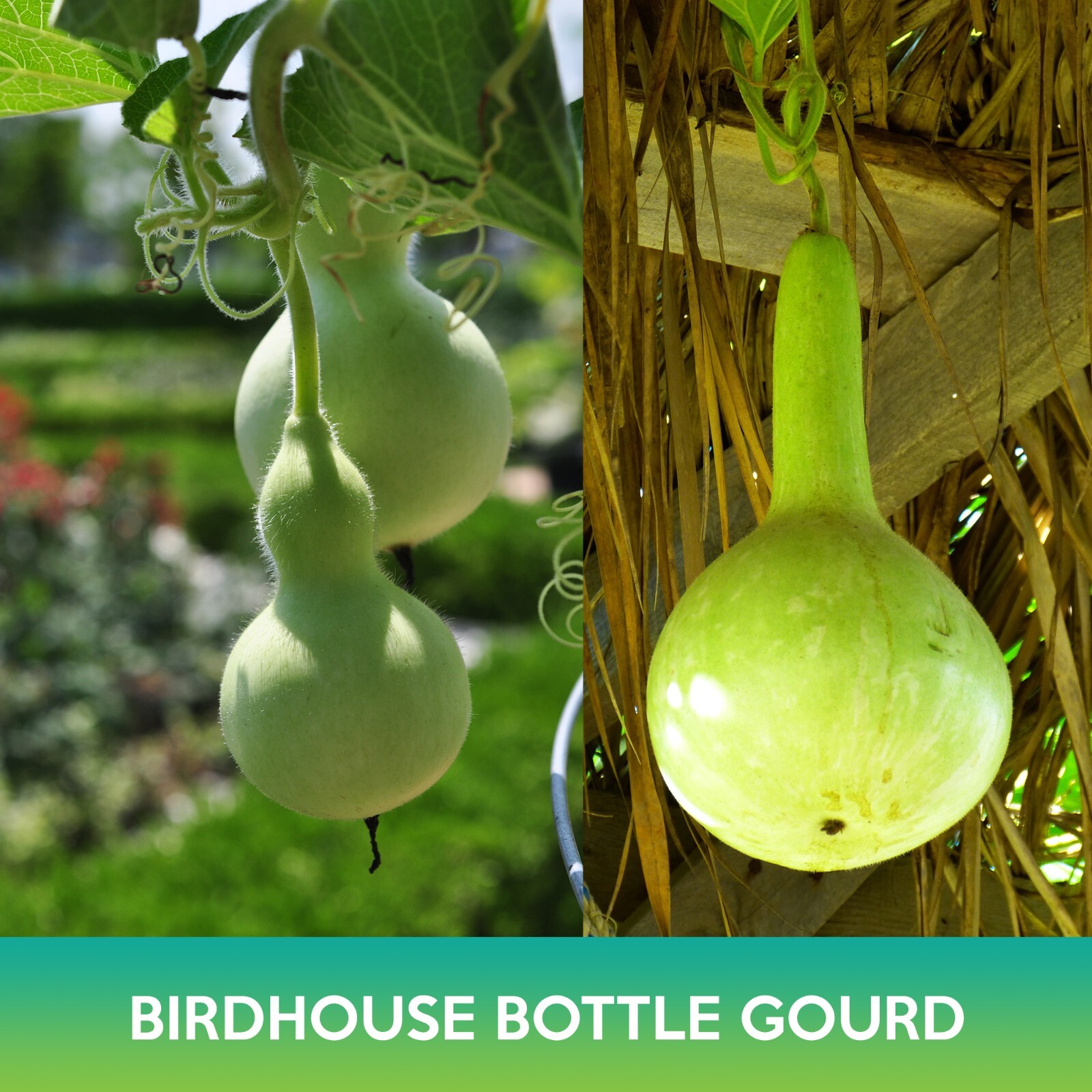 Birdhouse Bottle Gourd Seeds, Calabash