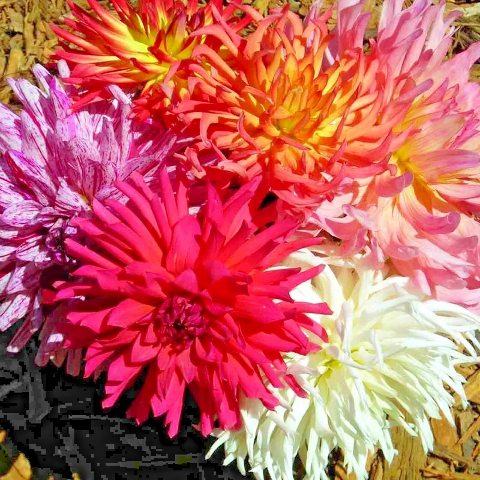 200+ ZINNIA SEEDS CACTUS FLOWER SPRING MIX HEAT DROUGHT TOLERANT BLOOMS BEES USA