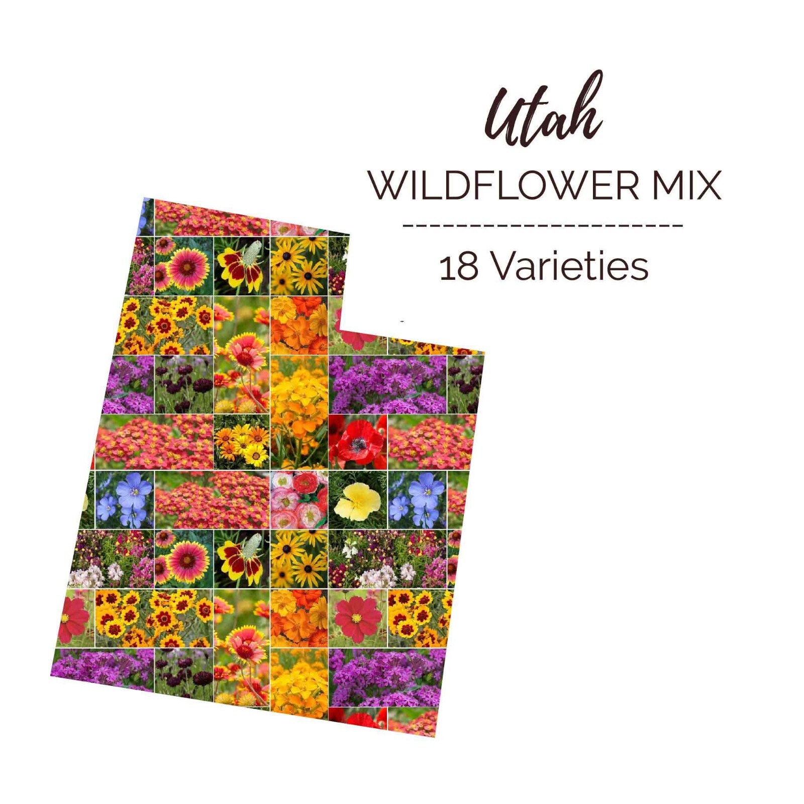 Wildflower UTAH State Flower Mix Perennials & Annuals USA Non-GMO 1000 Seeds!