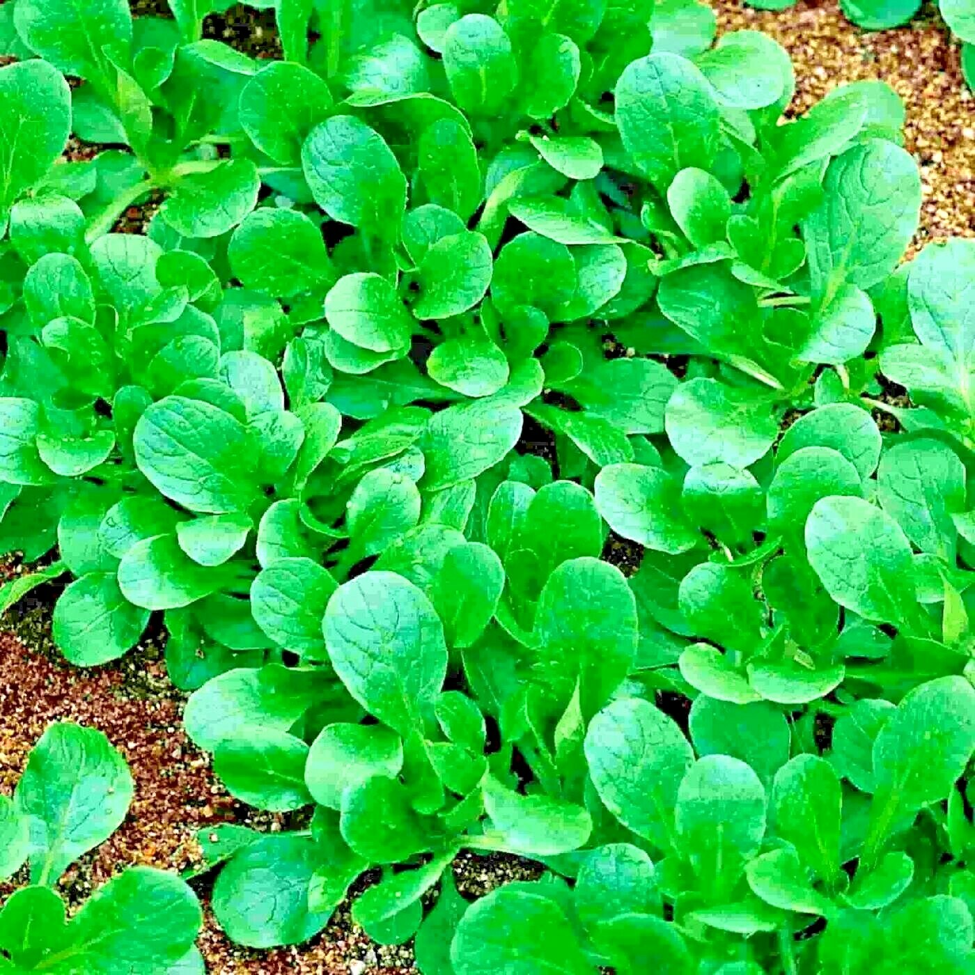 600+Dutch CORN SALAD Seeds Organic Lambs Lettuce Mache Garden Patio Container