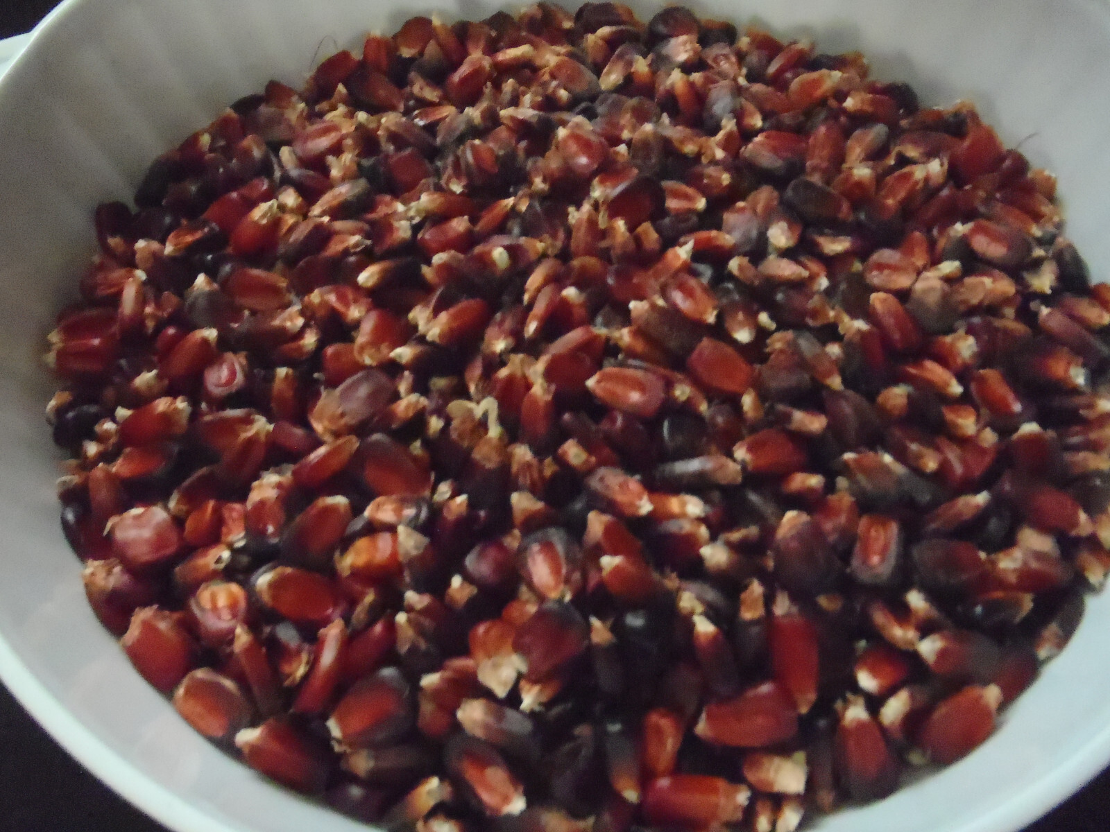 Bloody Butcher Corn Seeds, Heirloom Non-GMO Vegetable Ornamental, 2023, 40 Seeds