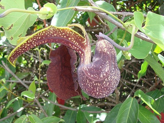Aristolochia galeata | Dutchman’s Pipe | 40 Seeds