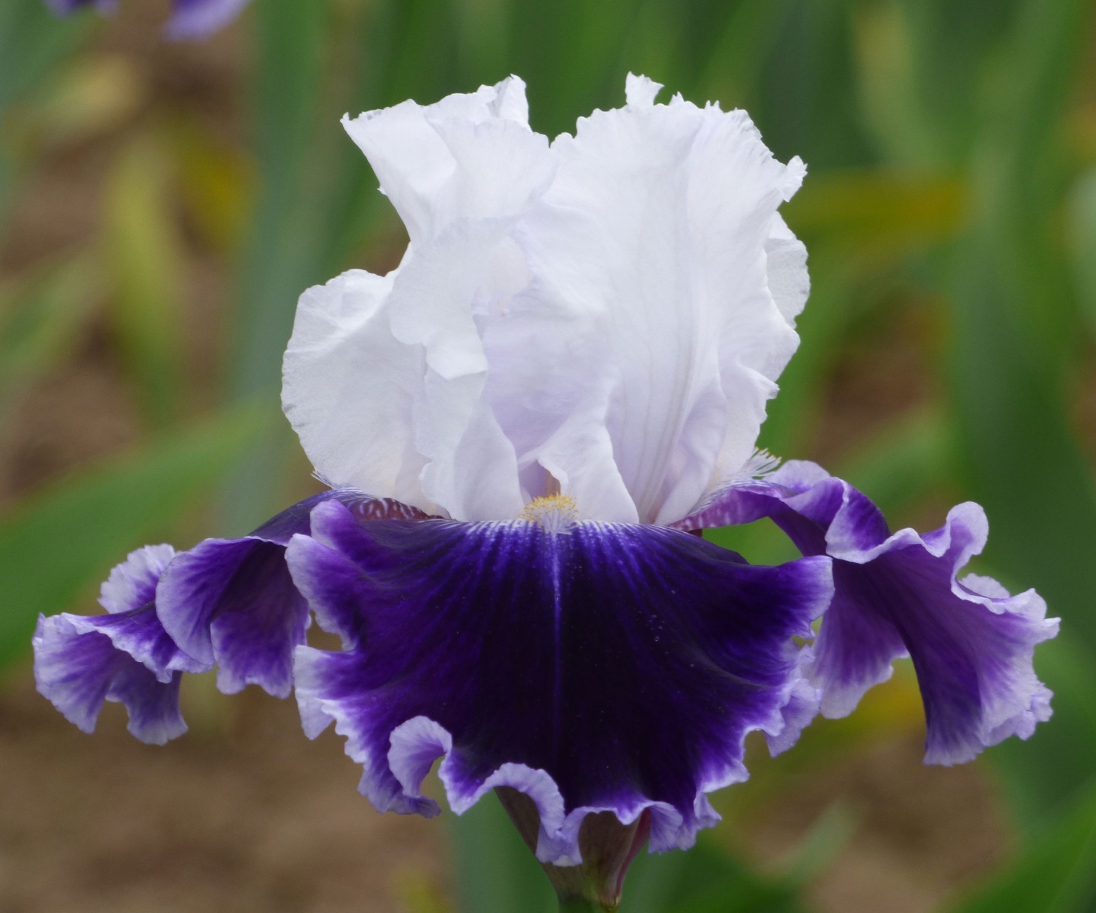 Local Ocean Bearded Iris Quart Pot – Large Blue Purple Flowers Perennial Plant
