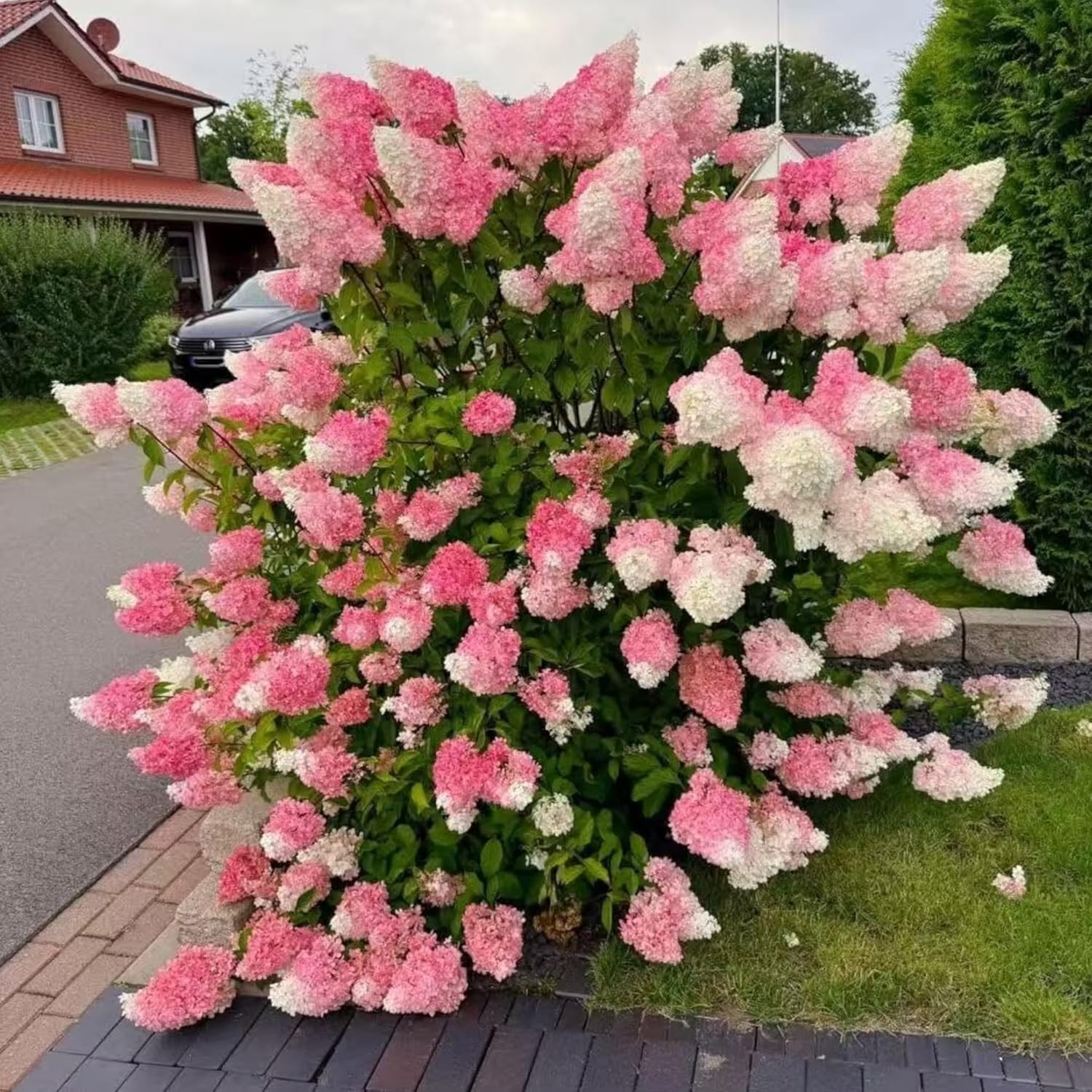 50 Pink & White Hydrangea Seeds – Cone Bloom for Stunning Garden Borders
