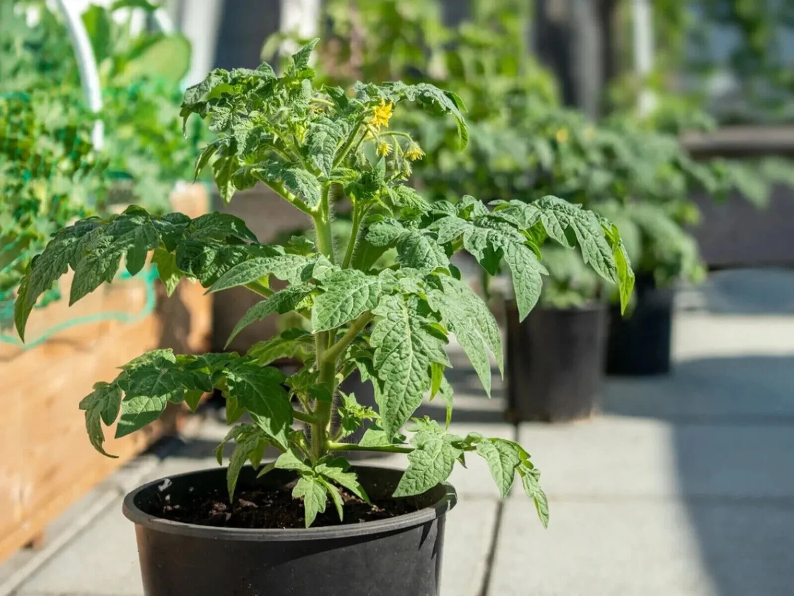 50+ Rutgers Tomato Seeds, Fresh, Ready for Planting, Free Shipping USA