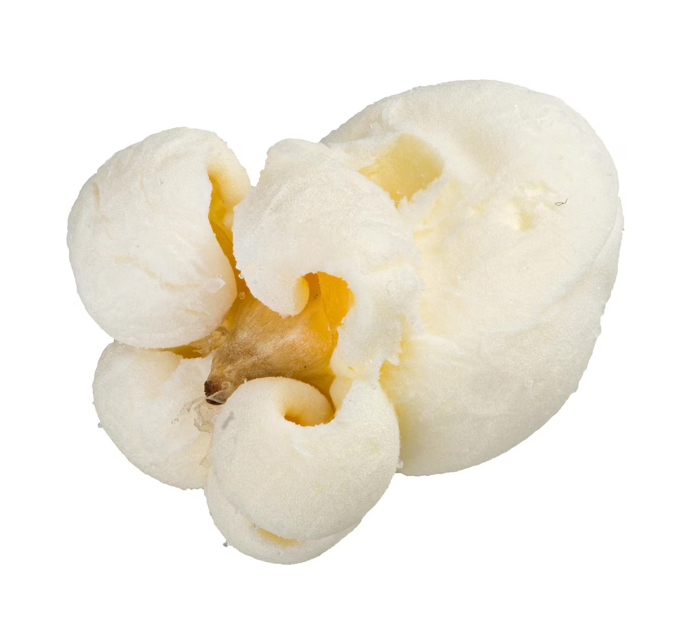 50 Baby White Popcorn Seeds Extra Small and Tender