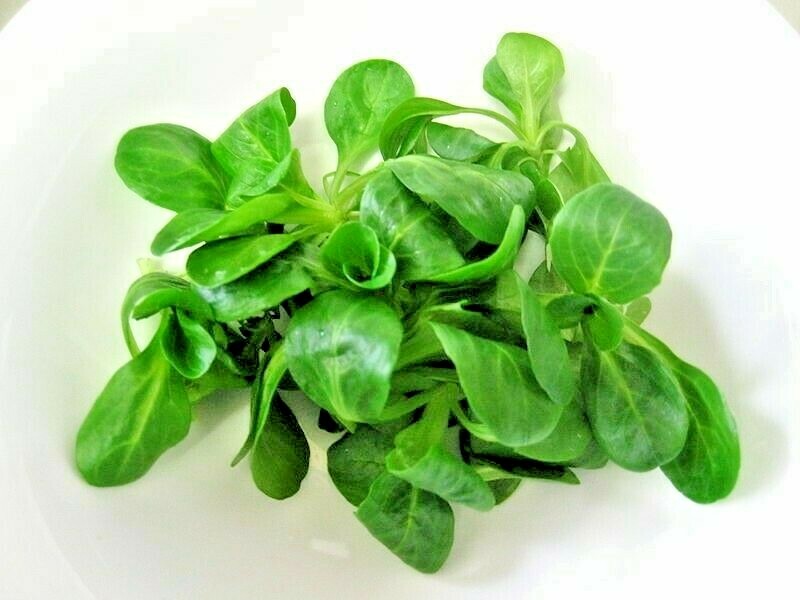 600+Dutch CORN SALAD Seeds Organic Lambs Lettuce Mache Garden Patio Container