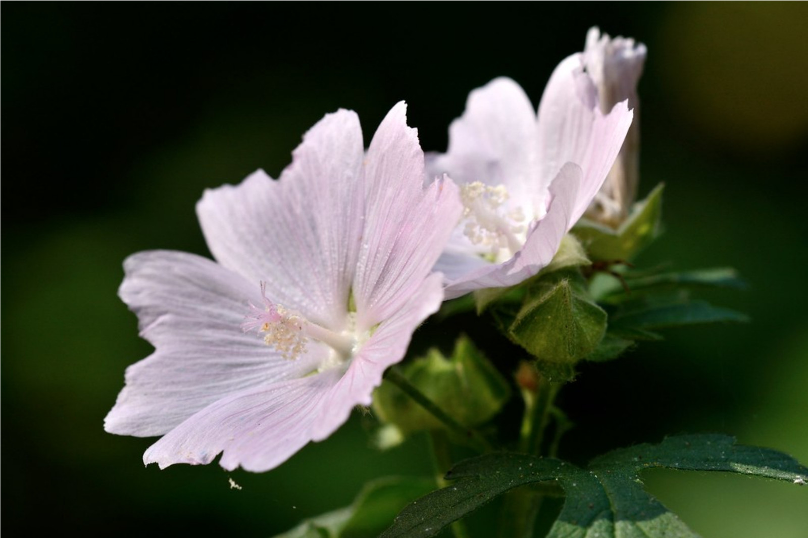 Malva moschata – Appleblossom seed