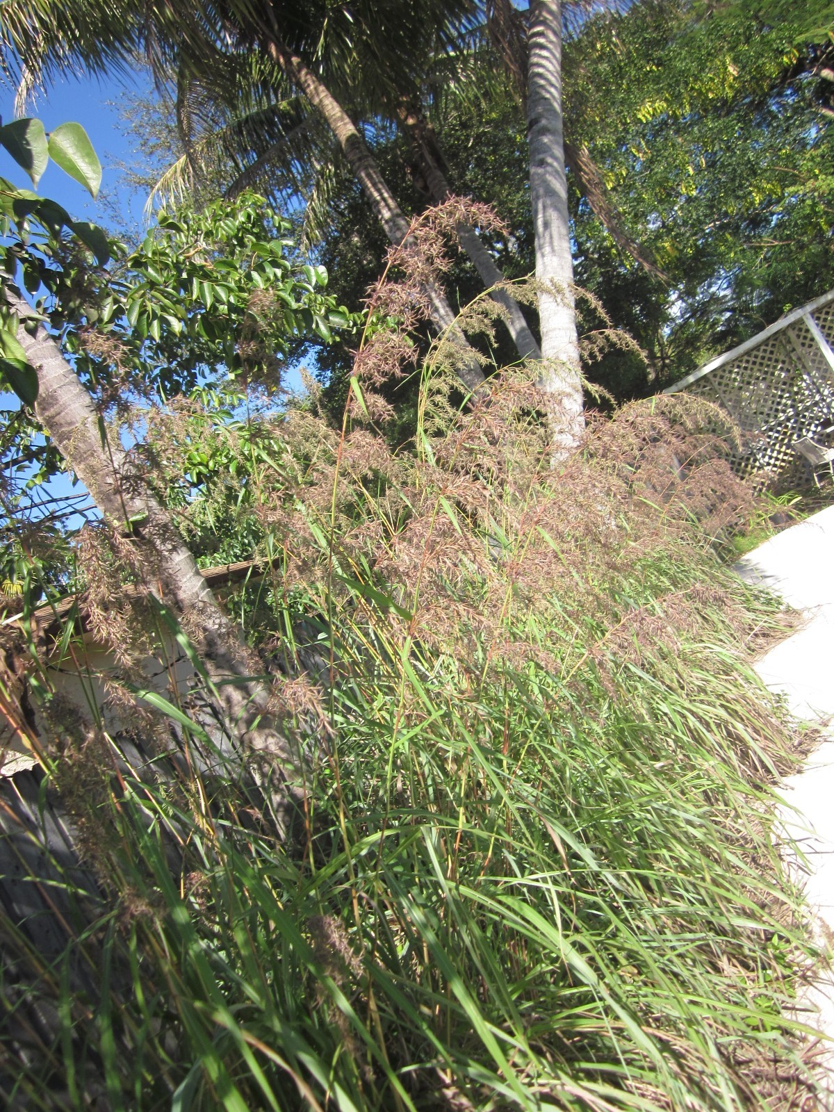 10,000 East Indian Lemongrass Fresh Organic Golden Heirloom Seeds Cymbopogan