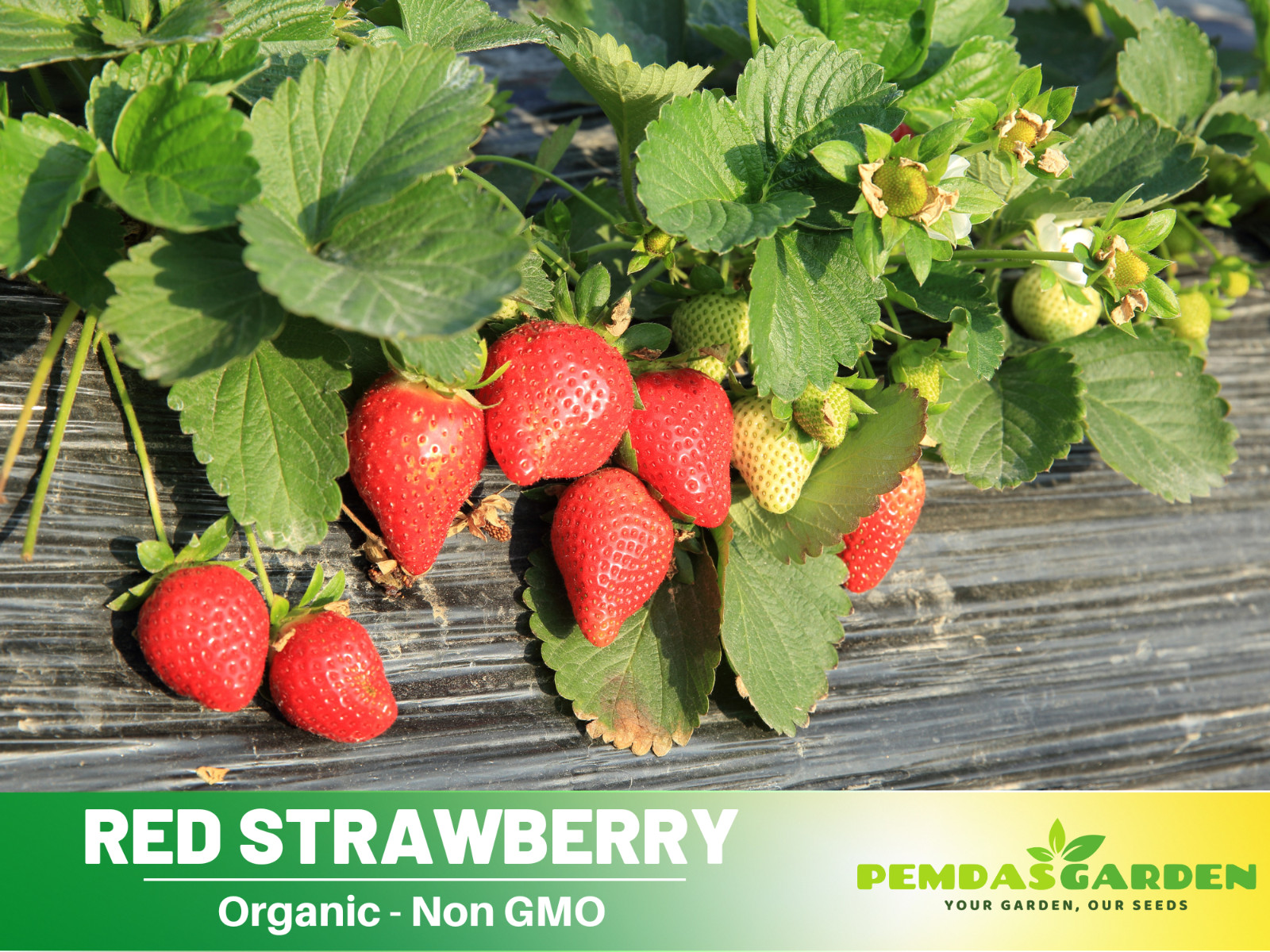 110 seeds| Red Strawberry Fruit Seeds #5006