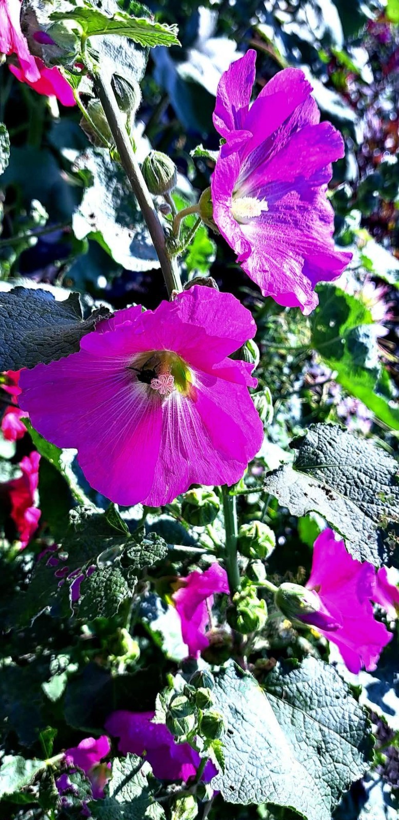 Dark Purple w/ White Center Hollyhock Seeds