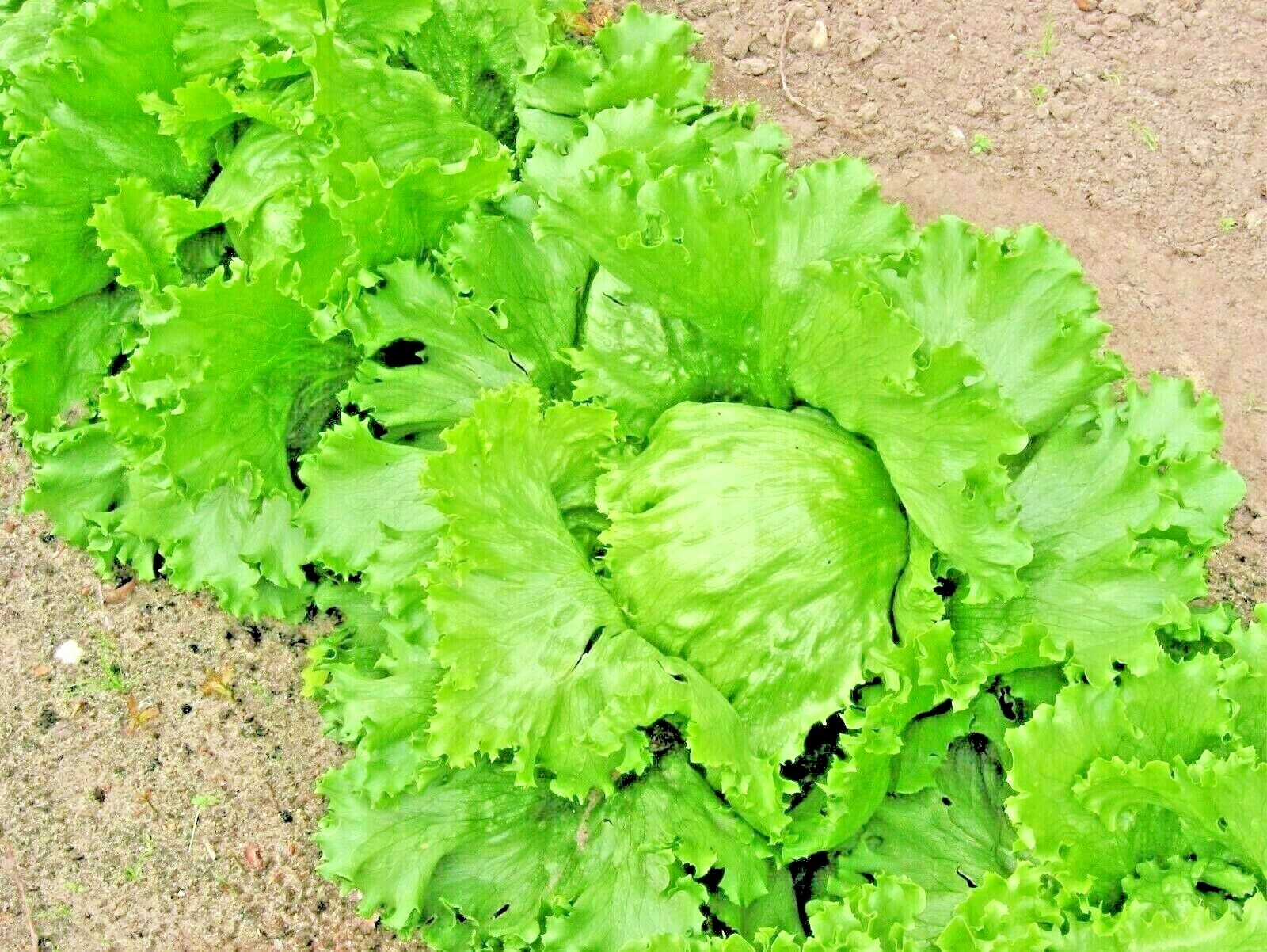 LETTUCE BUTTERCRUNCH 100 SEEDS SALADS VEGETABLE GARDEN HEIRLOOM MICROGREENS USA