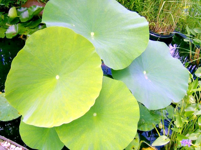 5 BROCADE LOTUS SEEDS – Nelumbo Nucifera