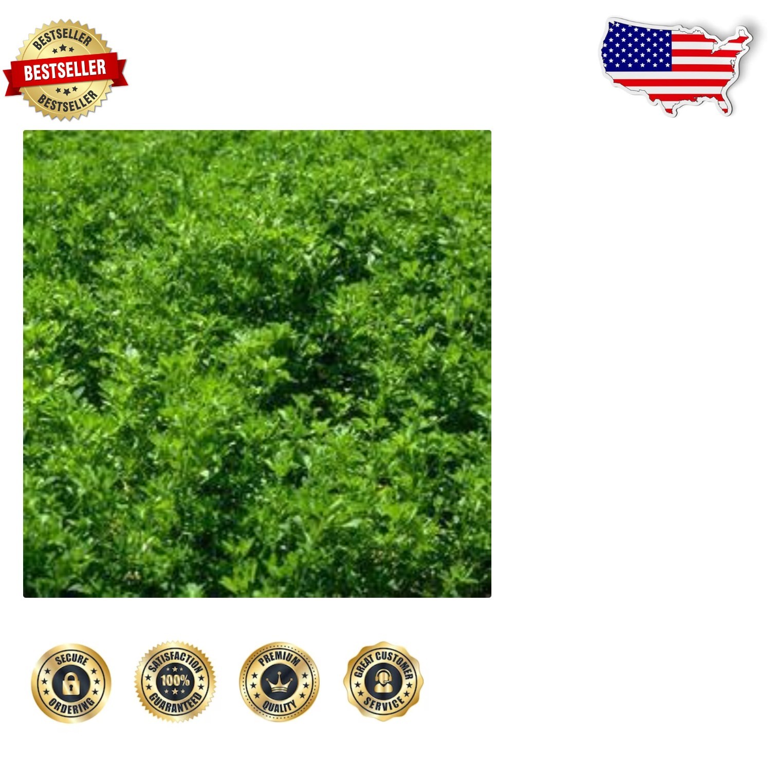 Winter Hardy Alfalfa Seeds 10 Lbs – Nitrocoated, Inoculated, Lush Green Forage