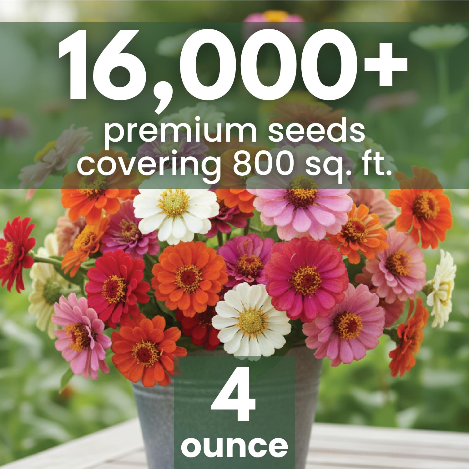 Zinnia Seeds for Planting – 16,000 Count – 4 Ounce Pouch for Gardens