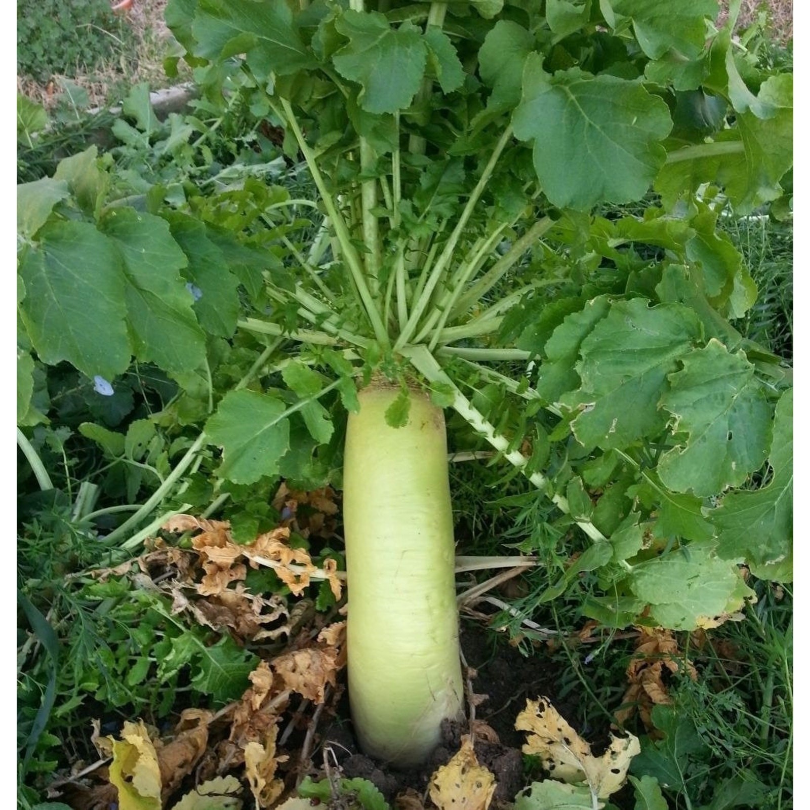 Organic Daikon Minowase Radish Seeds Non GMO Heirloom Mild Sweet Flavor