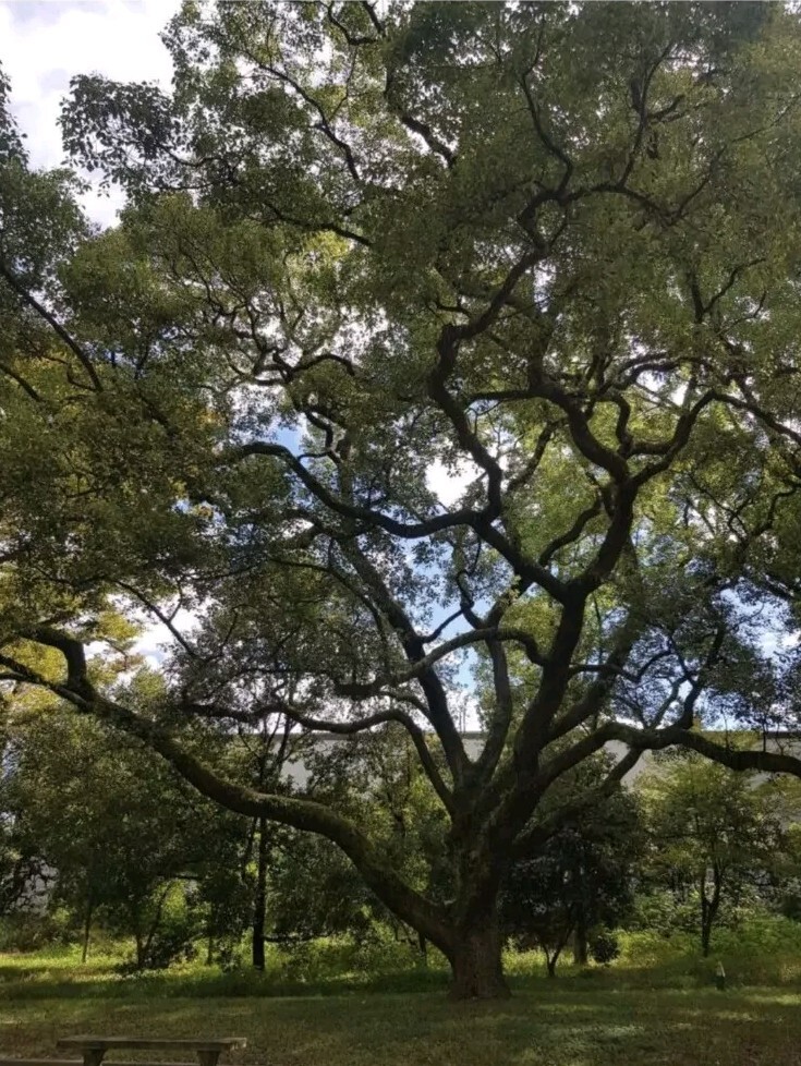 10 CAMPHOR TREE Laurel Cinnamomum Camphora Camphorwood White Flower Black Seeds