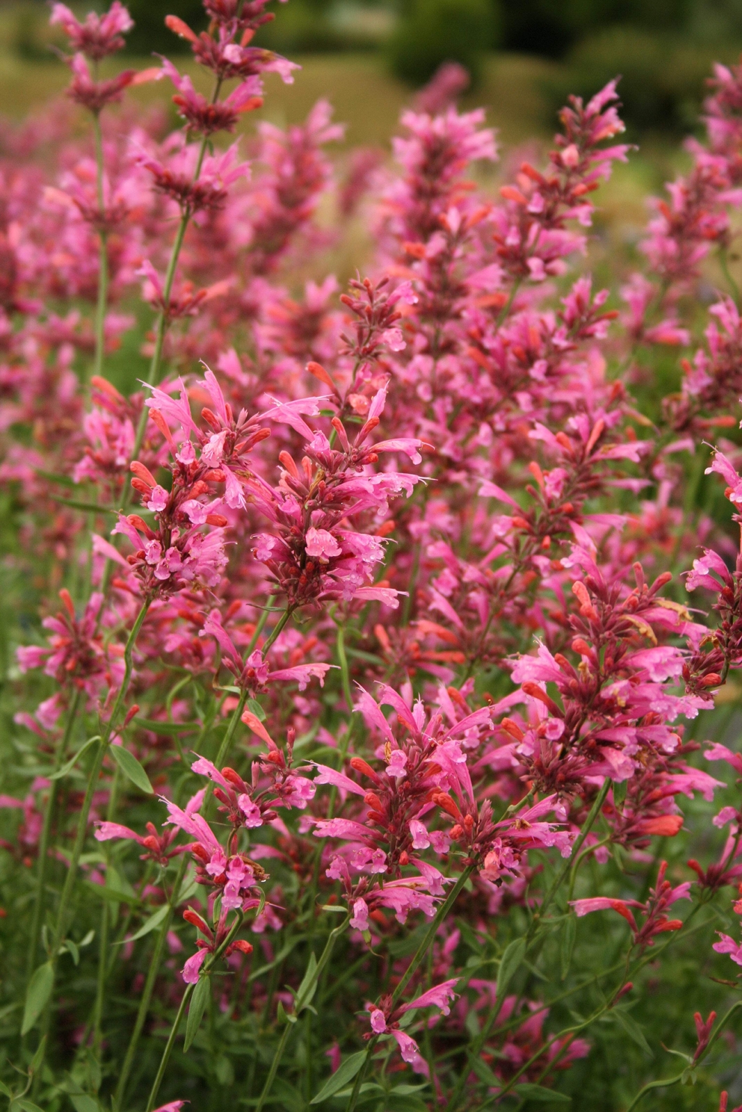 30 RED AGASTACHE ‘HEATHER QUEEN’ Hummingbrid Mint Hyssop Flower Herb Seeds