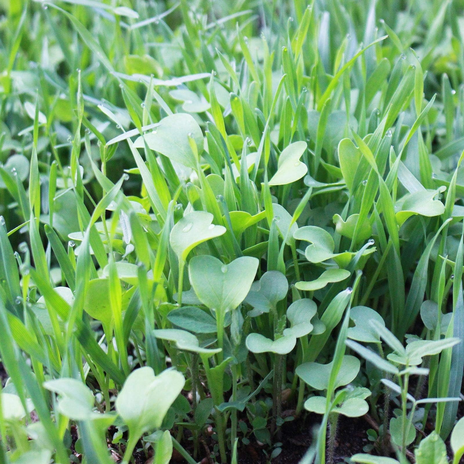 NoTill Cover Crop Seeds Mix 5 Lbs for Gardening and Farming Success