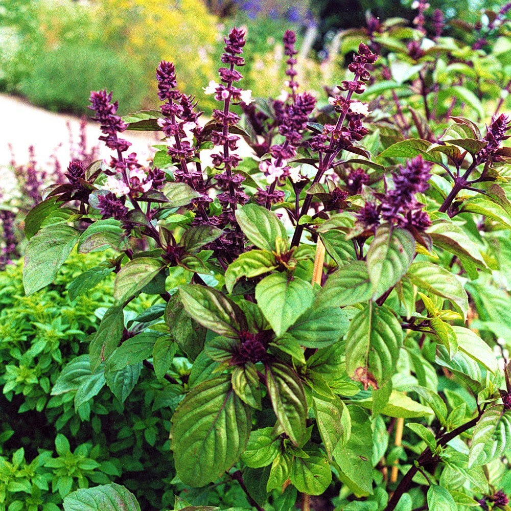 Licorice Basil Seeds-50 Count Seed Pack-Non-GMO-A Strong, Flavorful Herb