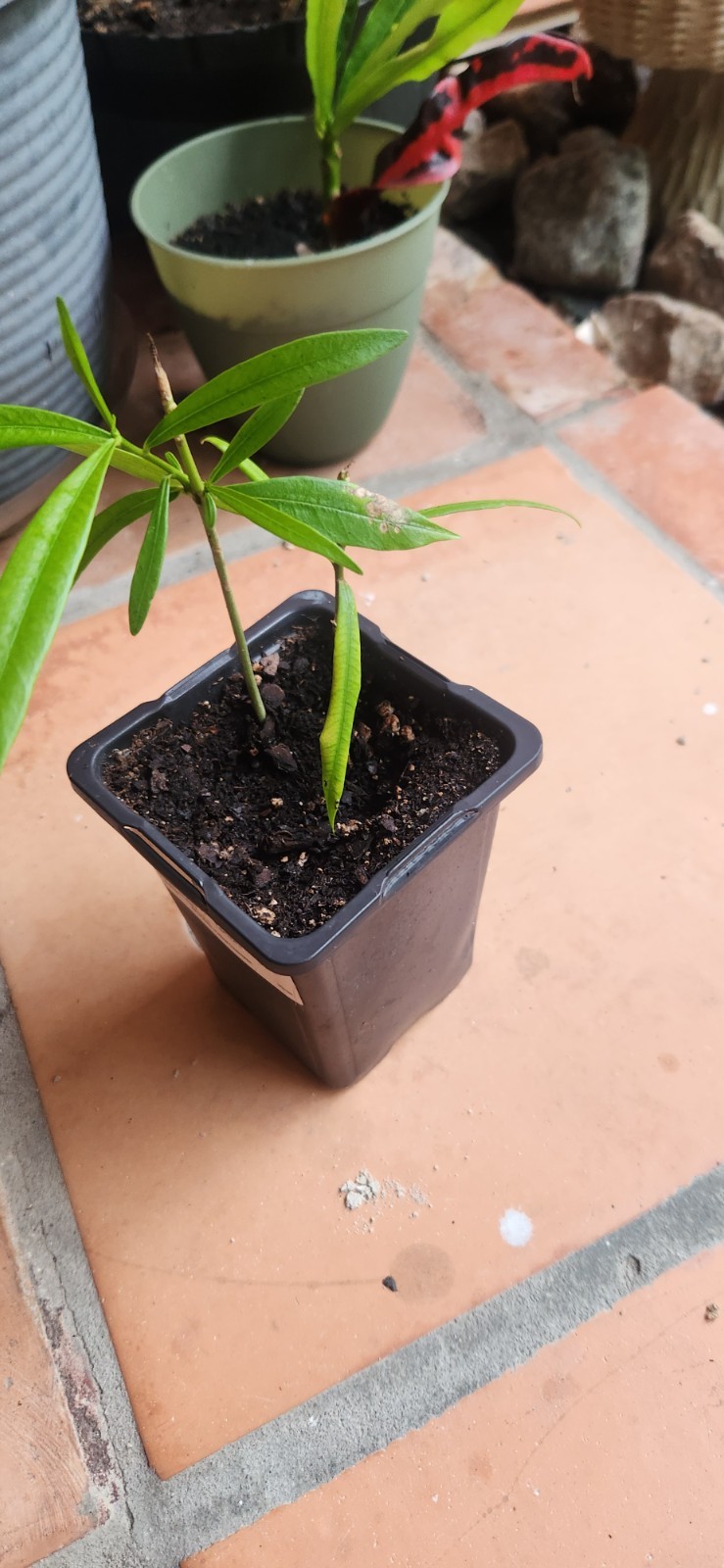 Thevetia nereifolia (Orange Oleander peruviana) 2 started plants (5-7 inch)