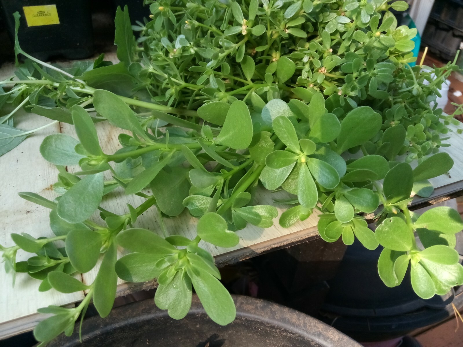 250+ Organic Purslane Seeds( Portulaca Sativa) Green Edible Annual Herb.