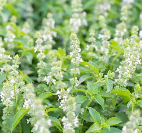 RARE✿ New! Heirloom Lemon Basil 30+ Seeds ●Citrusy Scent