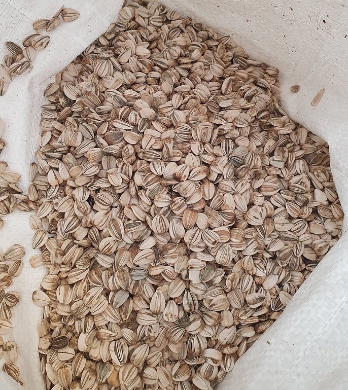 Mammoth Grey Stripe Sunflower Seeds 1oz