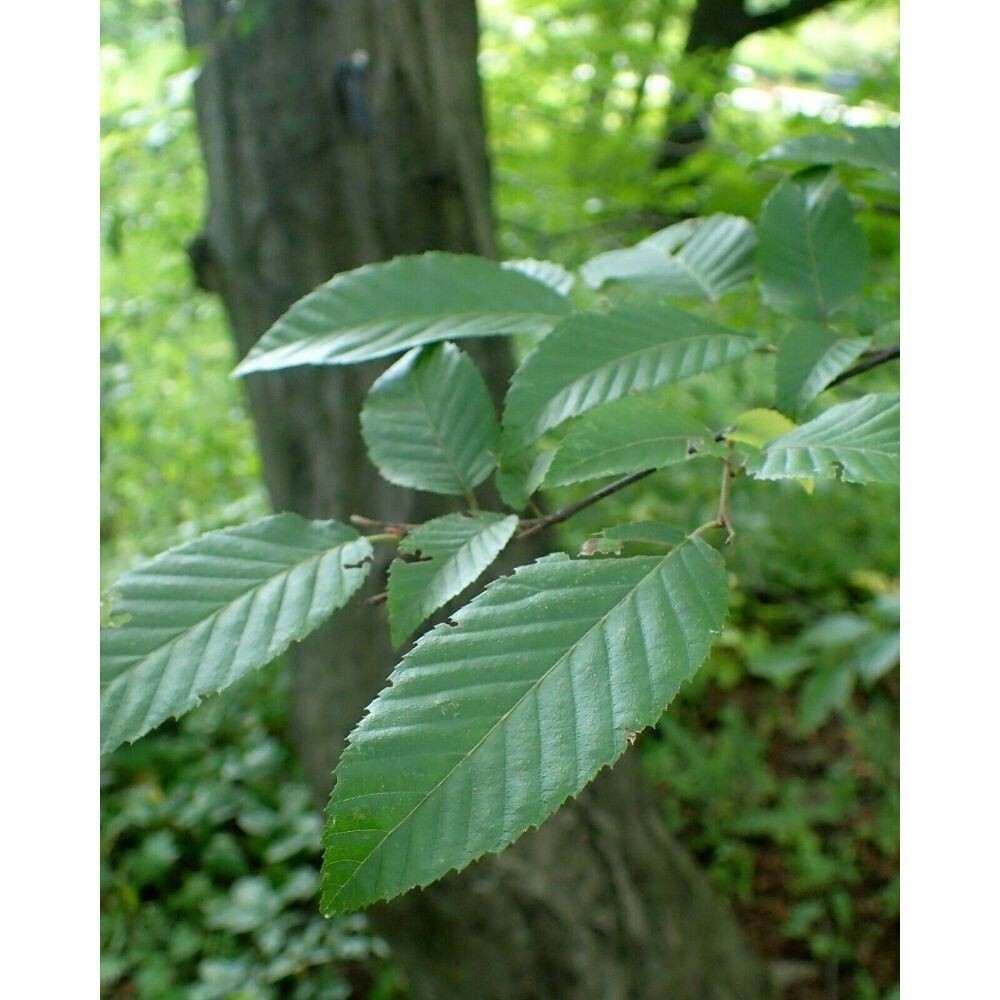 10 American Hornbeam Tree Seeds