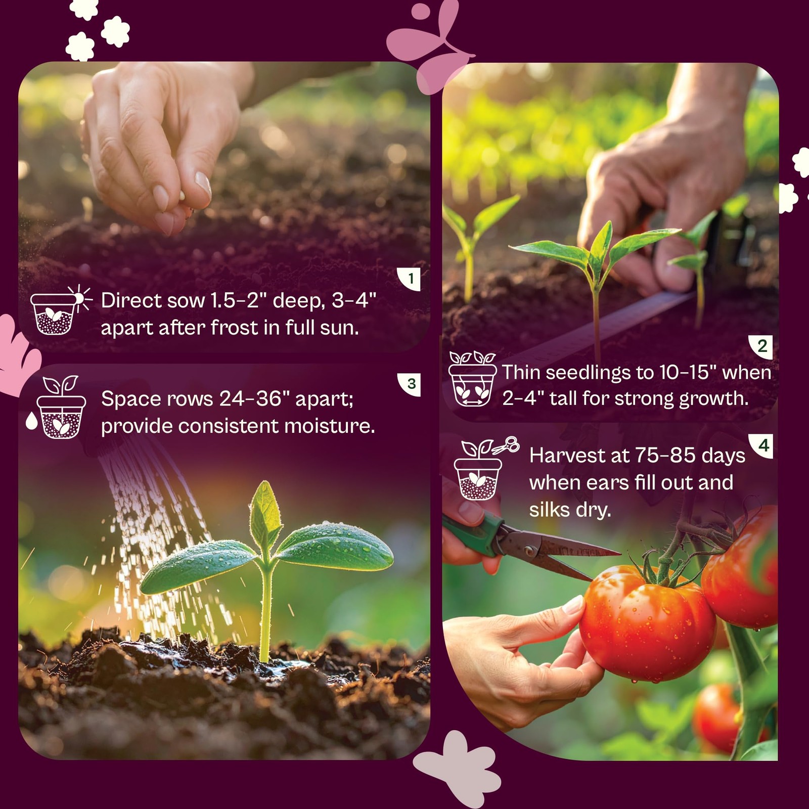 SVI 100 Golden 8 Bantam Corn Seeds (Zea mays) Yellow Sweet Corn Seed Packets