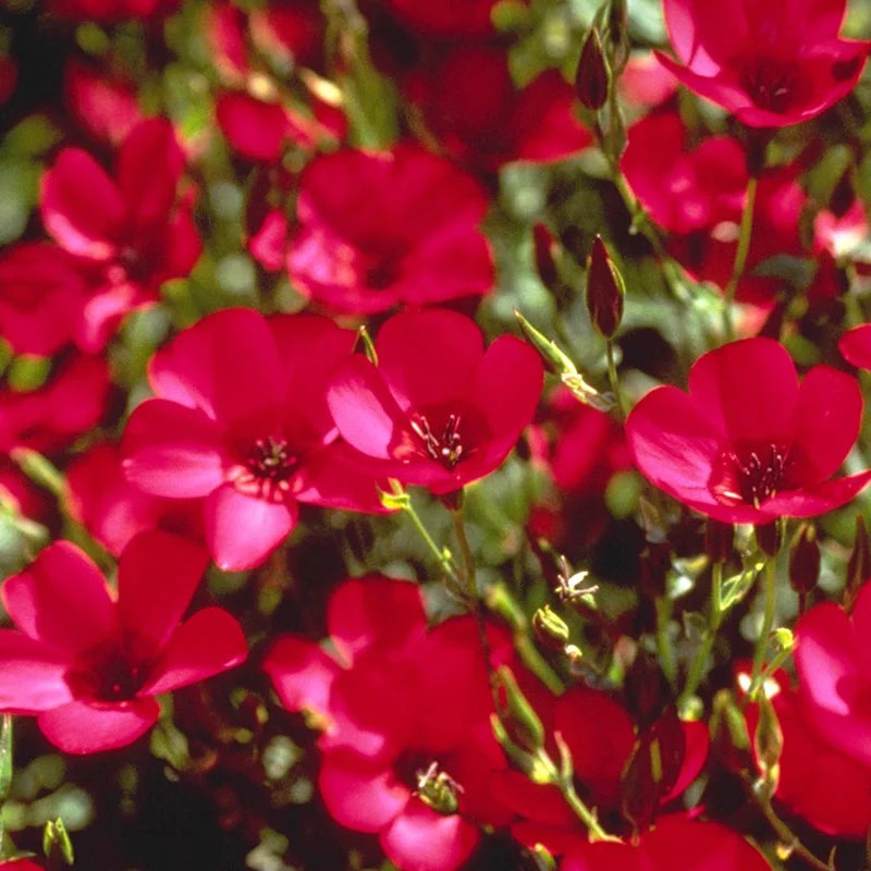200+ Scarlet Flax Seeds ———– FRESH