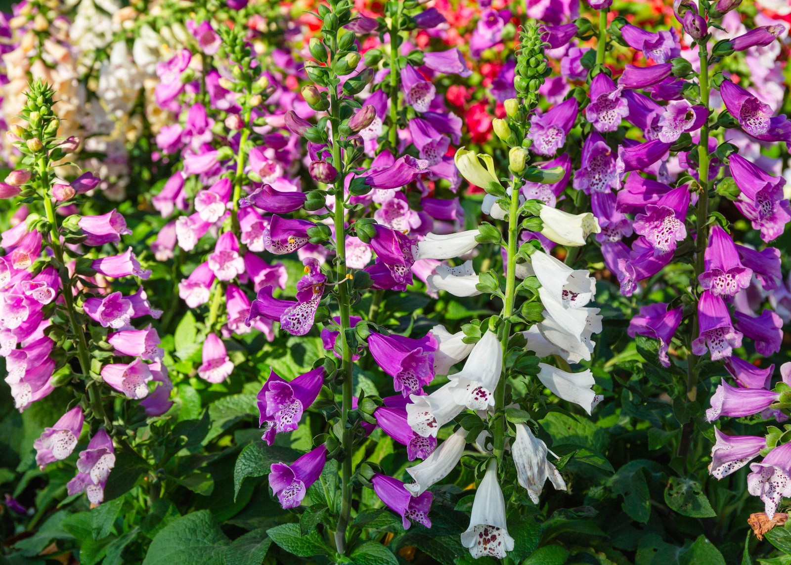 1000 FOXGLOVE EXCELSIOR MIX Digitalis Purpurea Flower Seeds *Flat S/H
