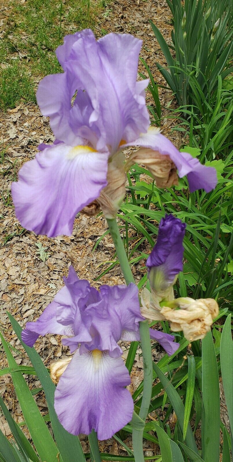 Lot of 6 Purple German Bearded Iris Rhizomes / Roots ~ Starter Plants