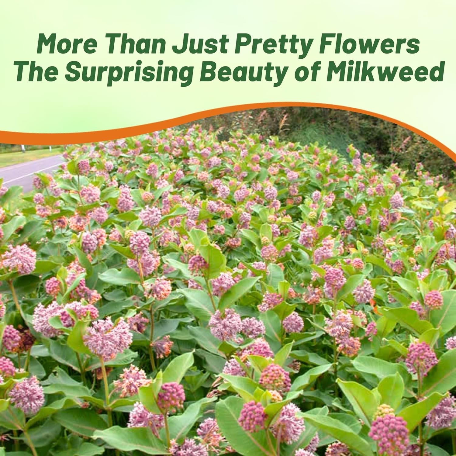 50 Seeds Common Milkweed Drought Resistant Asclepias Syriaca Plant Flower Seed
