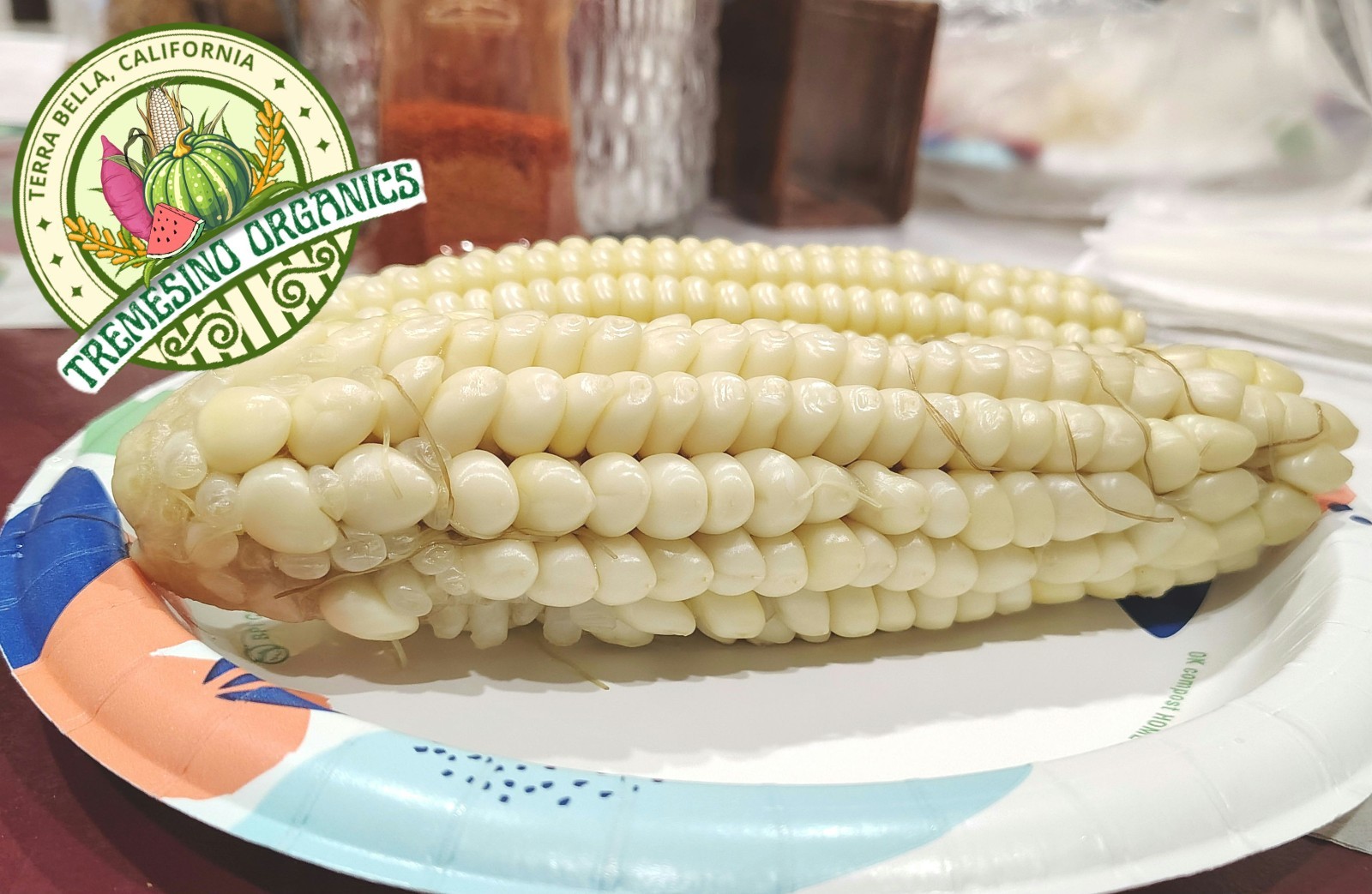 Mexican Conico White Corn 50 Seeds- Maiz Conico Mexicano, 50 Semillas