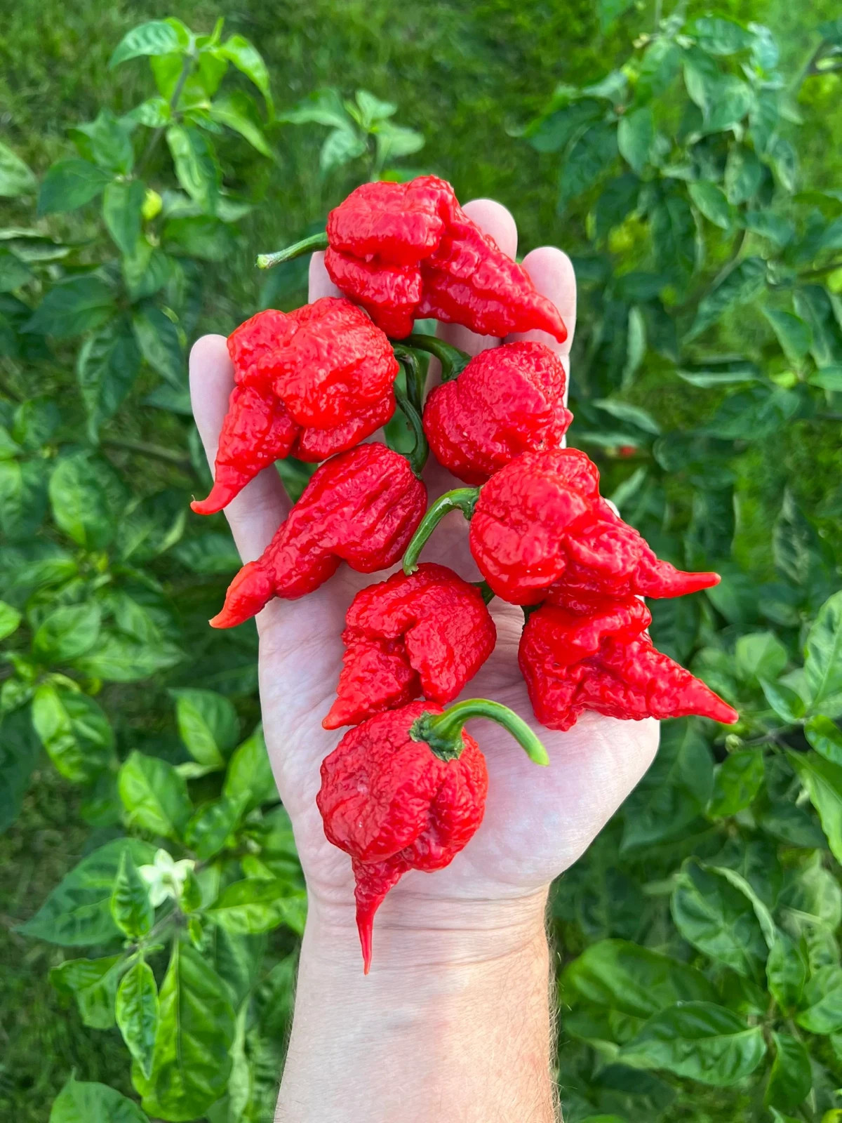 Beast Pepper Seeds Premium Packet Superhot Unique Peppers – Pepper X HOT