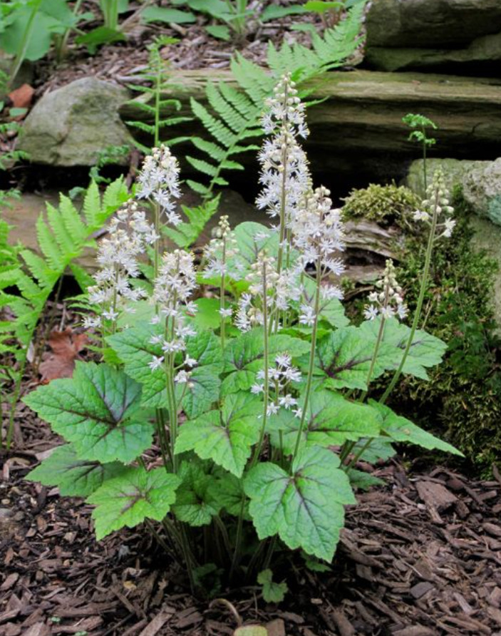20 Live Black Cohosh Bulbs – No Ship to AK, HI & P.R.
