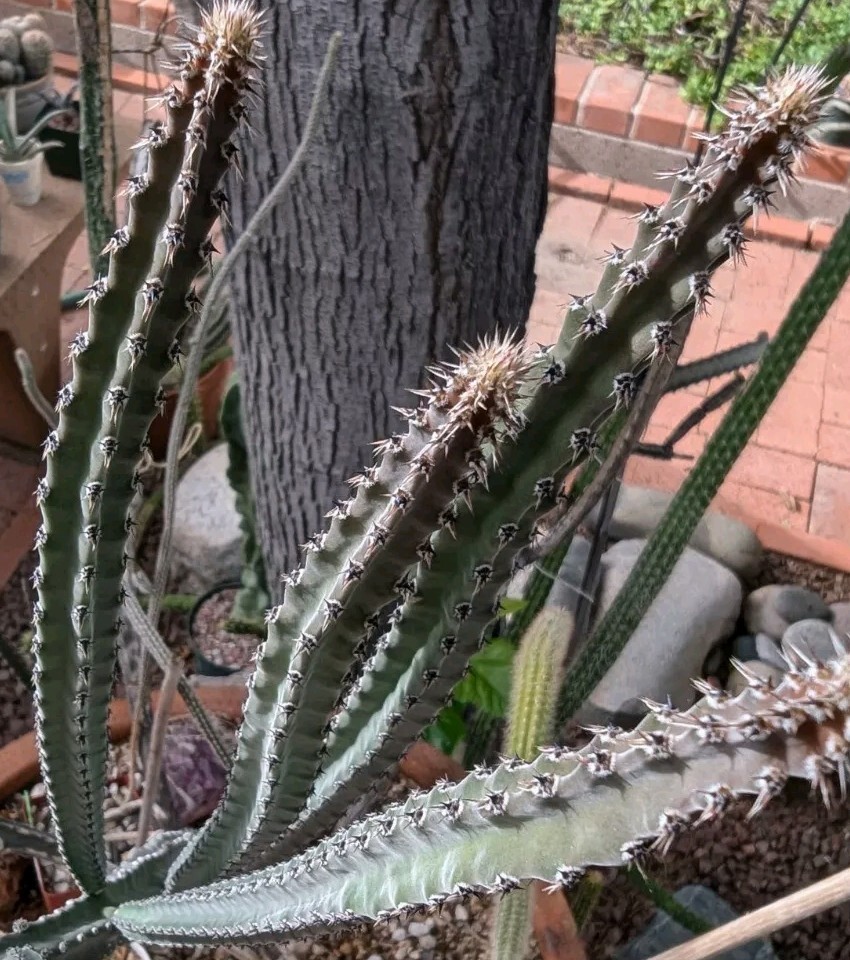 PENIOCEREUS GREGGII *25 seeds* Night Blooming Cereus Tuber Caudex Cactus