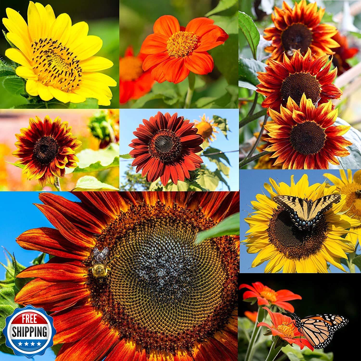 NatureZ Edge 1300+ Sunflower Seeds Garden Variety Pack, Bulk Sunflower Seeds