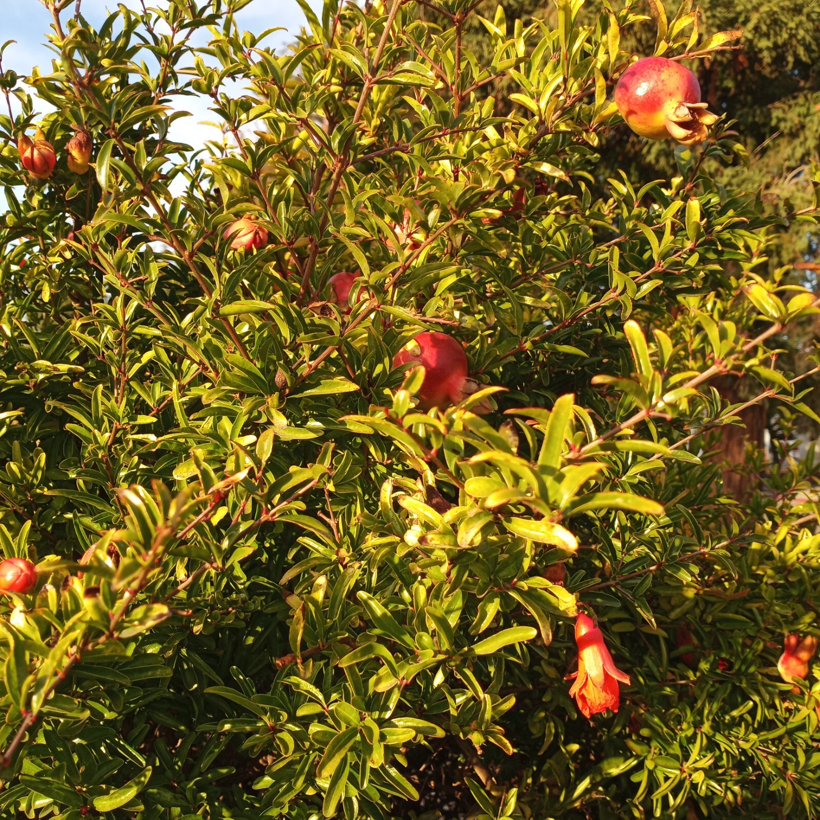 25 DWARF Pomegranate Tree Seeds Punica granatum Nana Garden Fruit House Plant