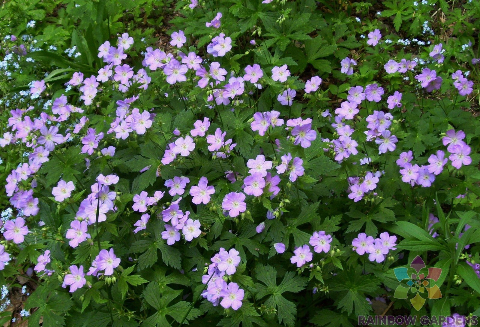 25+ Maculatum Geranium Seeds for Garden Planting – USA – FREE SHIPPING!