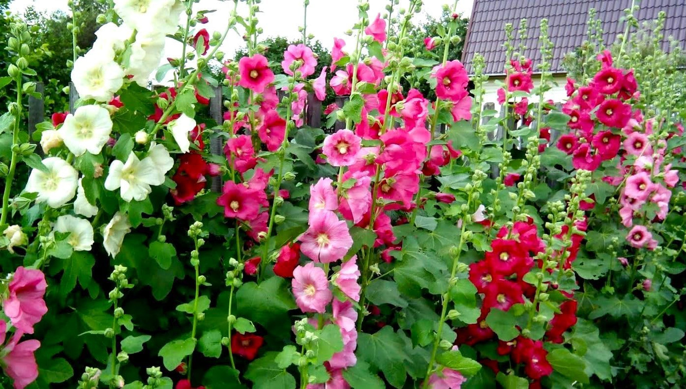 Seeds Hollyhock Seed Mix Malva 30+ Seeds for Planting Showy Perennial Flower Mul