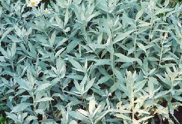 Artemisia ludoviciana 2,500 seeds